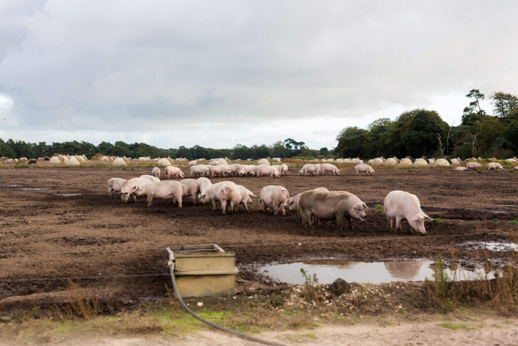 cafo aquaculture bacteria